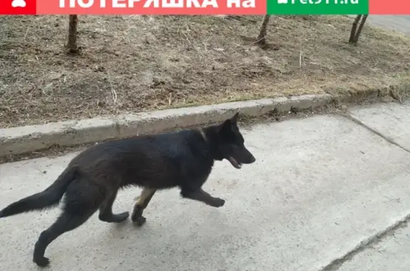 Потерян пес в Томске, помогите найти!
