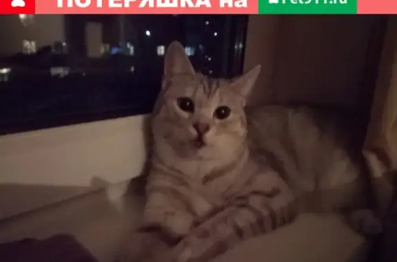 Найдена кошка на ул. Елизаровых 25