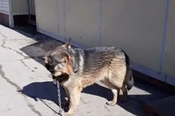 Найден пёс в Лянгасово, ищем хозяина
