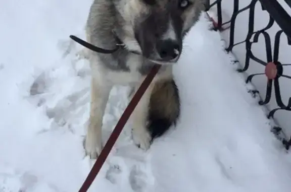 Пропала собака в Излучинске!