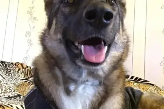 Собаки потеряшки, Редькино, фото: Потеряшка собака в деревне Редькино, вознаграждение