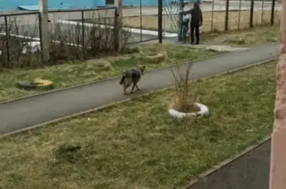 Найдена собака на ул. Леонова 6 в Кировском районе