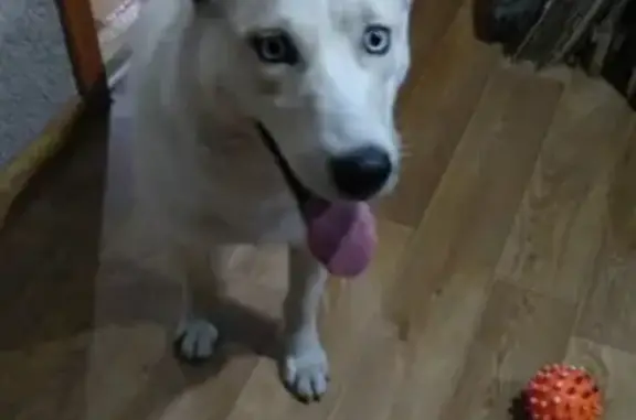 Найдена собака белого окраса с голубыми глазами в Ленинском р-не, Челябинск #найденные