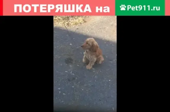 Найдена собака в Ялуторовске, Тюменская обл.