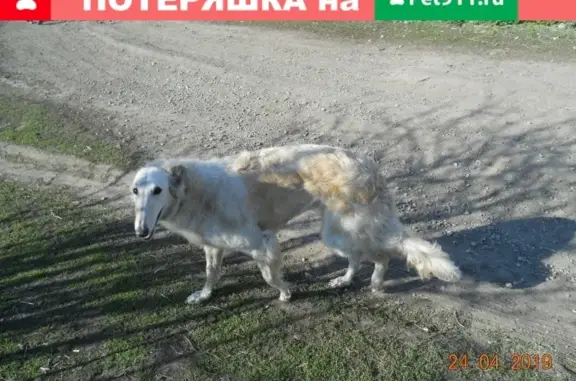 Собака найдена в Ломигоре, Липецкая обл.