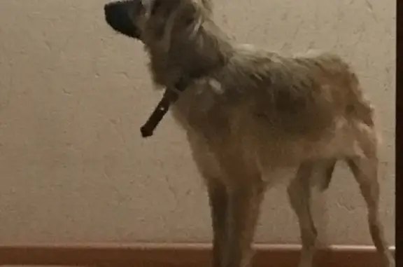 Найдена собака без ошейника в Самаре
