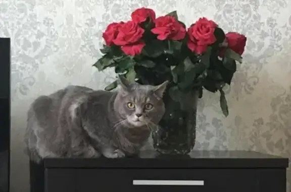 Пропал кот Тимоша в Пушкино, ул. Крыловская 27