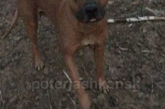 Найдена собака в Первомайском районе, ищем хозяина