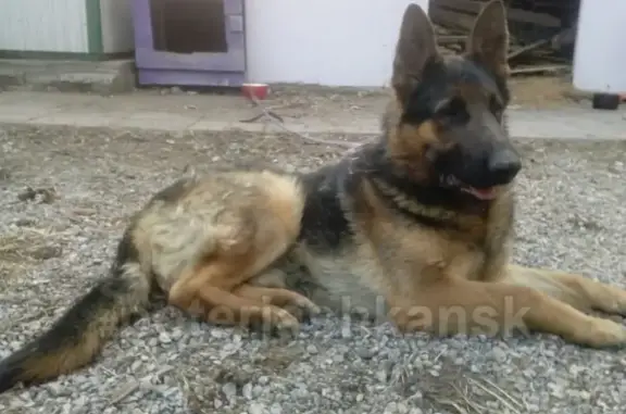 Найдена собака Повтор возле Коченёво, ищут прежних хозяев или передержку!