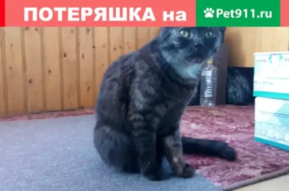 Найден домашний кот в Челябинске 89507213366