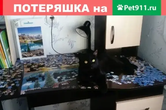 Пропал кот Уголь, ул. Пионерская 4, Нефтегорск