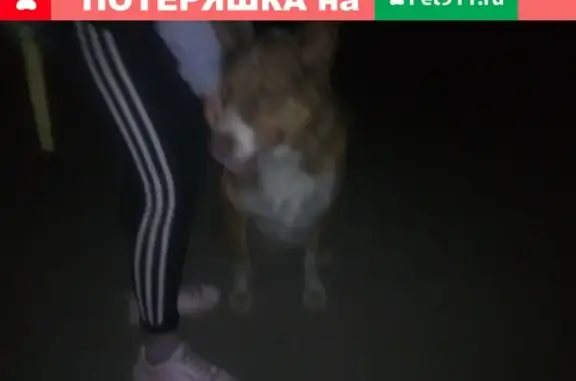 Пропала собака на Чайковского, Владимир