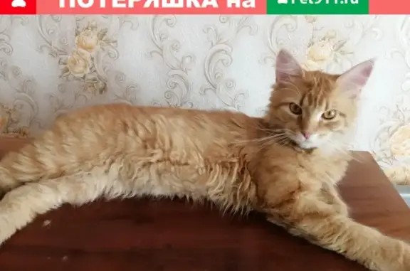 Пропал кот в Урюпинске, ищем Феника
