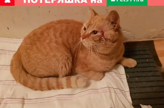 Найден кот на ул. Подводников в Индустриальном районе (Пермь)