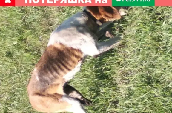 Собака найдена на трассе М4 в Воронежской области