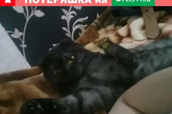 Кошки потеряшки, Тамбов, фото: Потеряшка кот на ул. Никифоровская 26, вознаграждение. Тамбов.