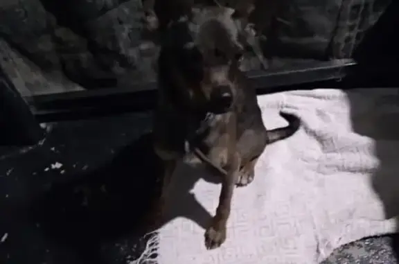 Собака найдена в Донецке, Ростовская область