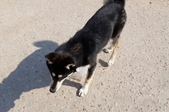 Найдена собака на Еременко/Лавочкина в Смоленске