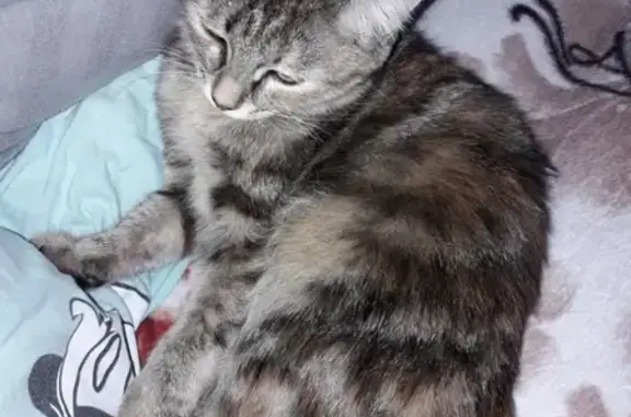 Пропала кошка Мася в Коряжме, Архангельская область