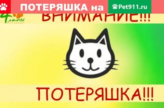 Пропала кошка в Белогорском переулке, Старый Оскол