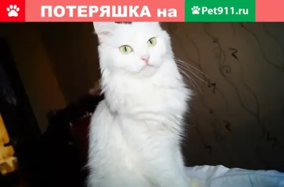 Пропала кошка в Волжском на улице Логинова 17