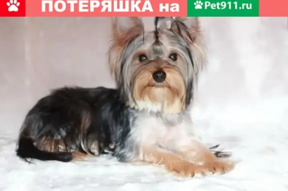 Пропала собака Марго в п. Нетьинка, Брянск.