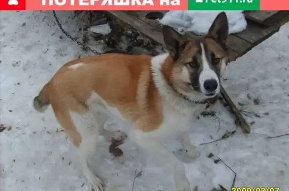 Пропала собака в Городце, Нижегородская область!