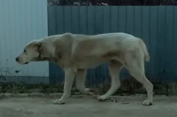 Найдена собака в Верхнеуслонском районе Татарстана