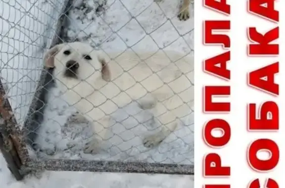 Пропала крупная собака в районе ТЭЦ, Курган, Кулацкий.