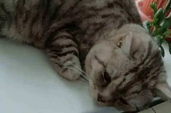 Кошки потеряшки, Холм-Жирковский, фото: Потеряшка кот в поселке Холм-Жирковский, Смоленская область