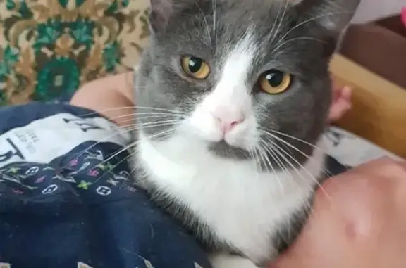 Кошки потеряшки, Тольятти, фото: Потеряшка кошка на 74 улице, Тольятти