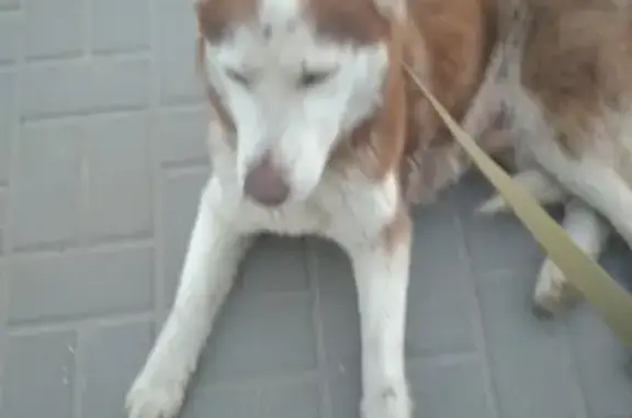 Найдена собака породы Хаска в Ростове, ищет хозяина!
