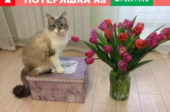 Пропала кошка в Боровске на ул. Белинского 13