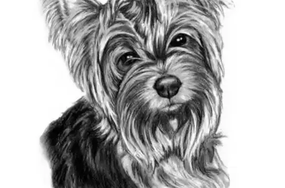 Собаки потеряшки, Липецк, фото: Потеряшка собака в Липецке: Йоркширский терьер https://vk.com/id77817765