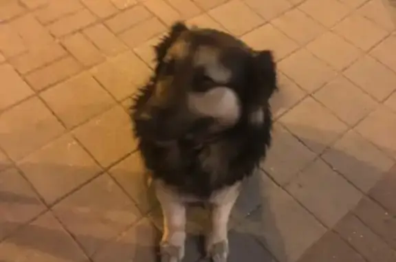 Собака найдена в Новороссийске, Краснодарский край.