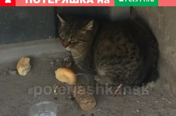 Найдена кошка на ул. Станиславского, Новосибирск
