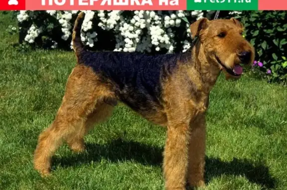 Собака с ошейником найдена в Белгороде, Россия