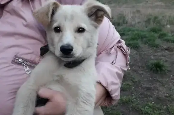 Найден щенок на Октябрьской 23 в Магнитогорске