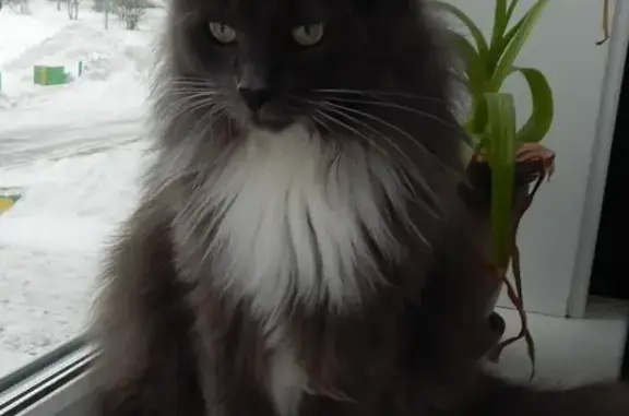 Пропала кошка Муся в Снежинске