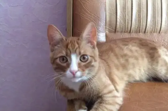 Кошки потеряшки, Тамбов, фото: Потеряшка кошка Семён, посёлок Строитель, Южная 10А.