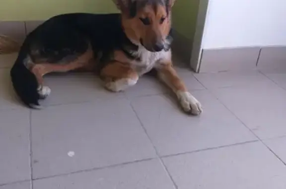 Найдена ласковая собака на предприятии в Вологде
