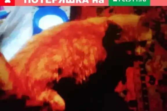 Объявления о пропавших и найденных животных, Иваново, фото: Пропал кот Мишка, район Сортировка, вознаграждение