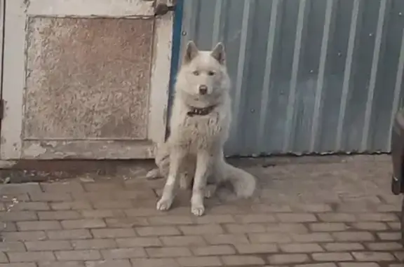 Собака найдена в Миассе, Челябинская обл.