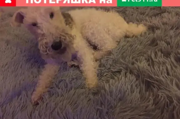 Собака Лиз найдена в Москве с клеймом