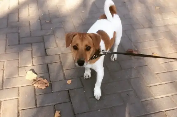 Собаки потеряшки, садовое товарищество Бор, фото: Потеряшка собака Дарс в Сосновом бору, Тверская область