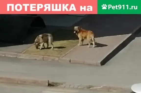 Найдены крупные собаки в ошейниках на ул. Кирова, Кемерово