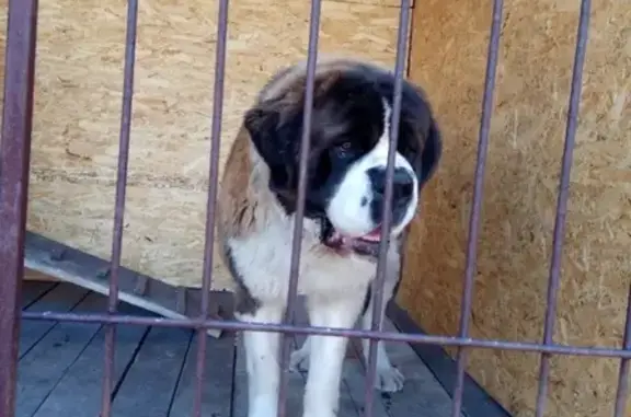Найдена собака в Учхозе Московская, Новосибирск