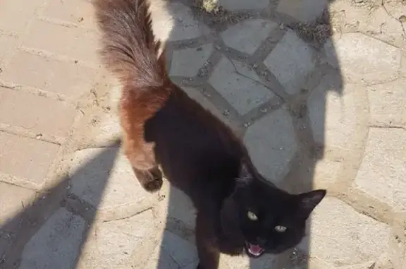 Найден чёрный кот в Хапо-Ое, нужна передержка!