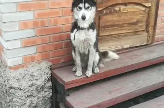 Пропала собака Дана в Черногорске, район Аэродромный