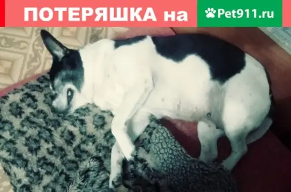 Пропала собака в Тейково, ищем свидетелей.